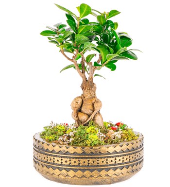Ring Serisi Ficus Ginseng Bonsai Tasarım