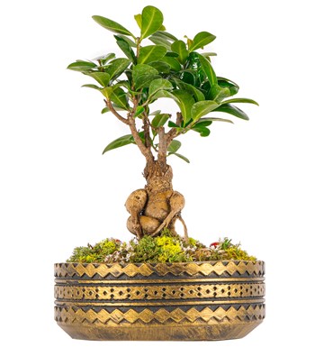 Ring Serisi Ficus Ginseng Bonsai Tasarım