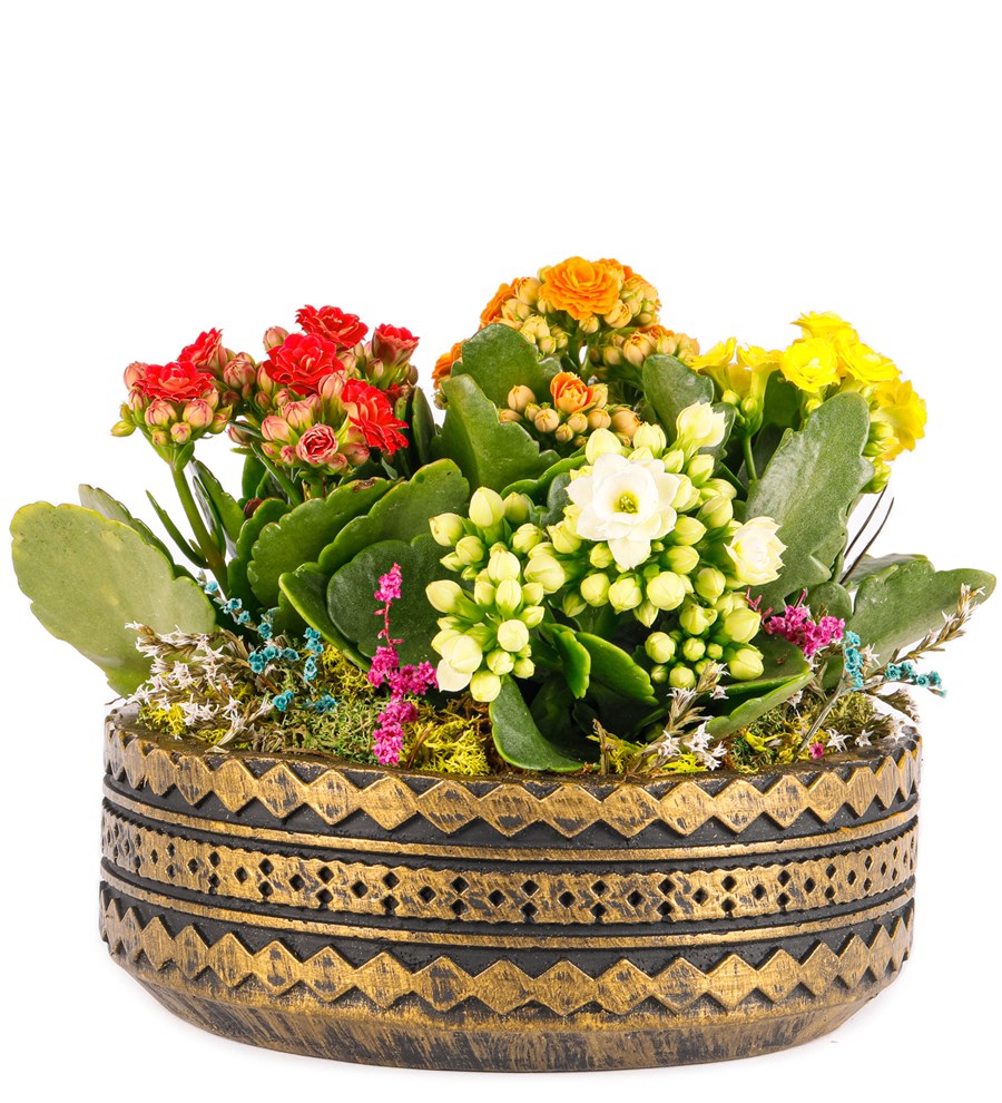 Ring Serisi Mix Kalanchoe Tasarım