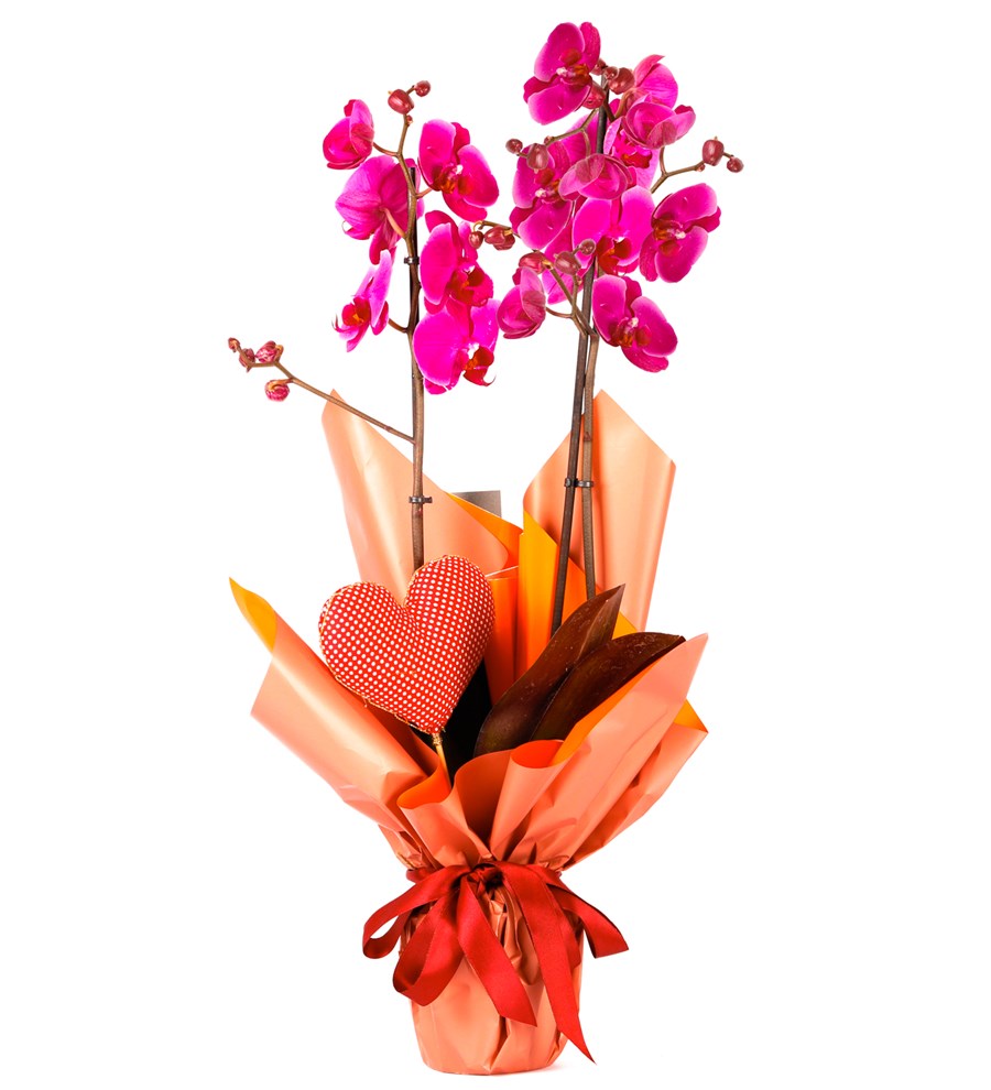 My Heart Serisi 80 cm İthal Mor Orkide Tasarım