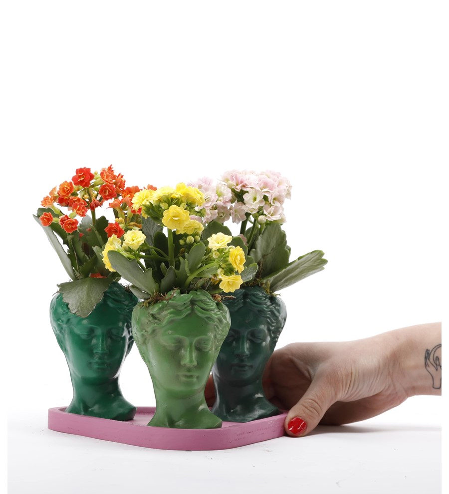 Trio Mini Helen Serisi Kalanchoe Tasarım - Pembe Kaide