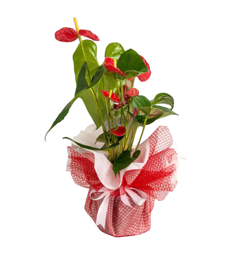 Antoryum Çiçeği - Kırmızı