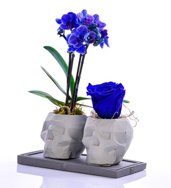 Kuru Kafa Serisi Mini Mavi Orkide ve Mavi Solmayan Gül