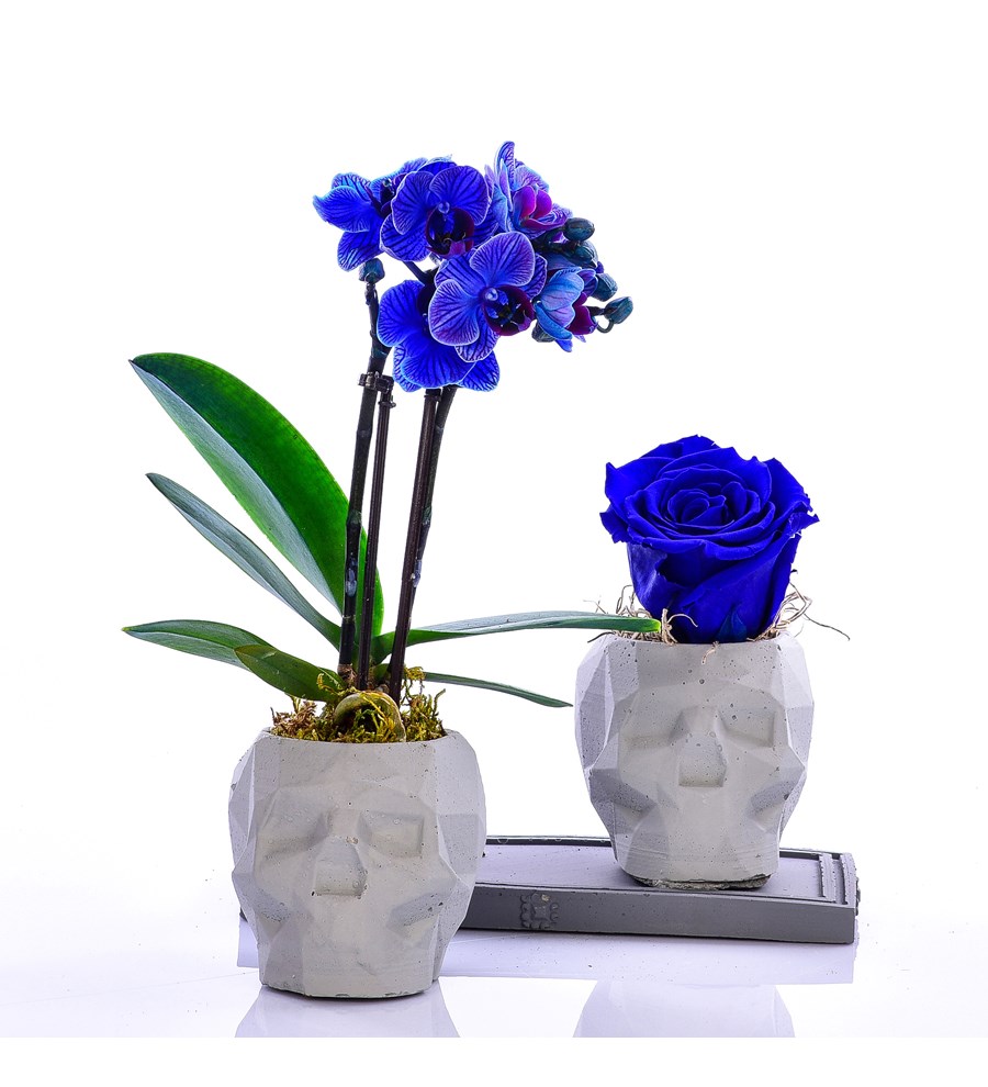 Kuru Kafa Serisi Mini Mavi Orkide ve Mavi Solmayan Gül