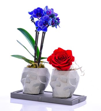  Kuru Kafa Serisi Mini Mavi Orkide ve Kırmızı Solmayan Gül