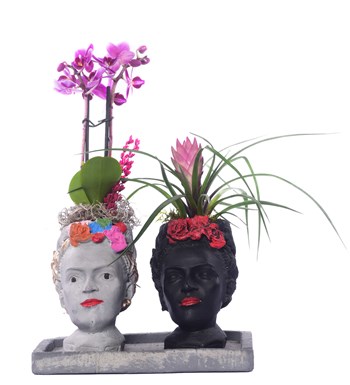 İkili Frida Saksıda Mini Mor Orkide ve Tillandsia