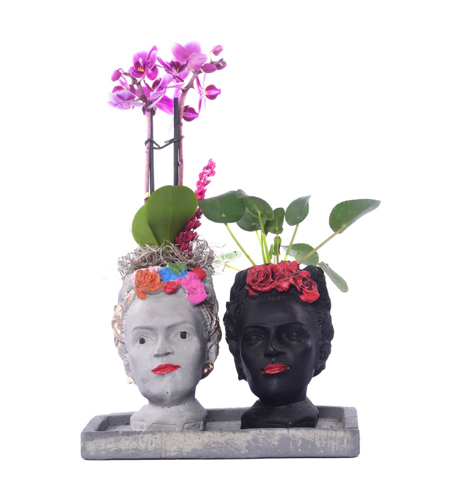 İkili Frida Saksıda Mini Mor Orkide ve Pilea