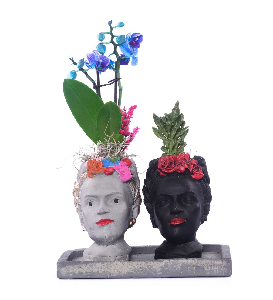 İkili Frida Saksıda Mini Mavi Orkide ve Kaktüs Çiçeği
