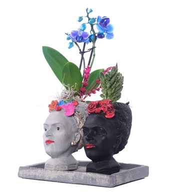 İkili Frida Saksıda Mini Mavi Orkide ve Kaktüs Çiçeği