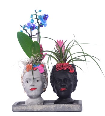 İkili Frida Saksıda Mini Mavi Orkide ve Tillandsia