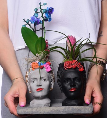 İkili Frida Saksıda Mini Mavi Orkide ve Tillandsia