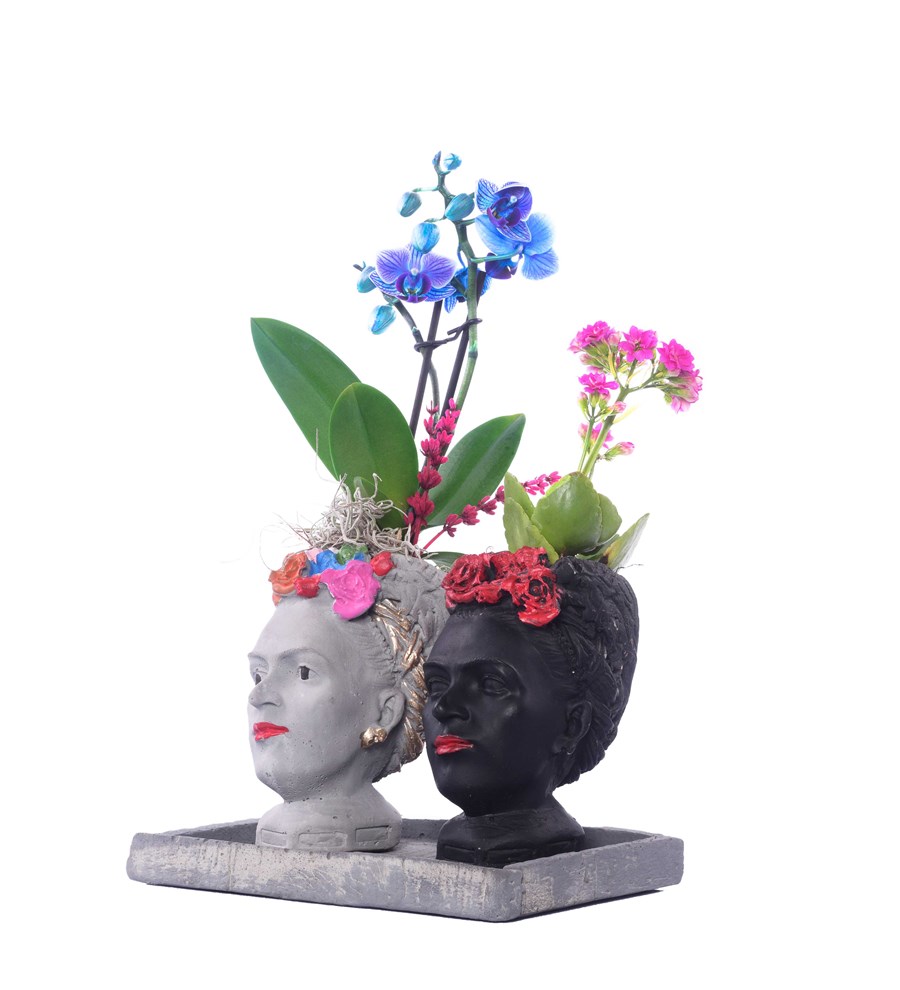 İkili Frida Saksıda Mini Mavi Orkide ve Kalanchoe