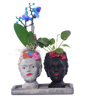 İkili Frida Saksıda Mini Mavi Orkide ve Pilea