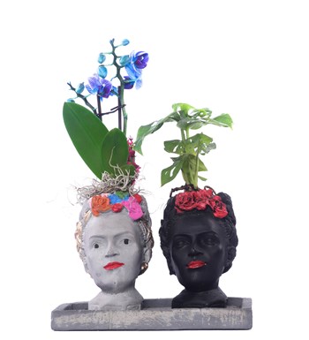 İkili Frida Saksıda Mini Mavi Orkide ve Monstera