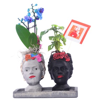 İkili Frida Saksıda Mini Mavi Orkide ve Monstera