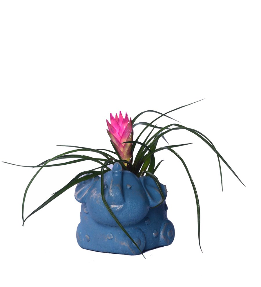 Fil Saksıda Tillandsia