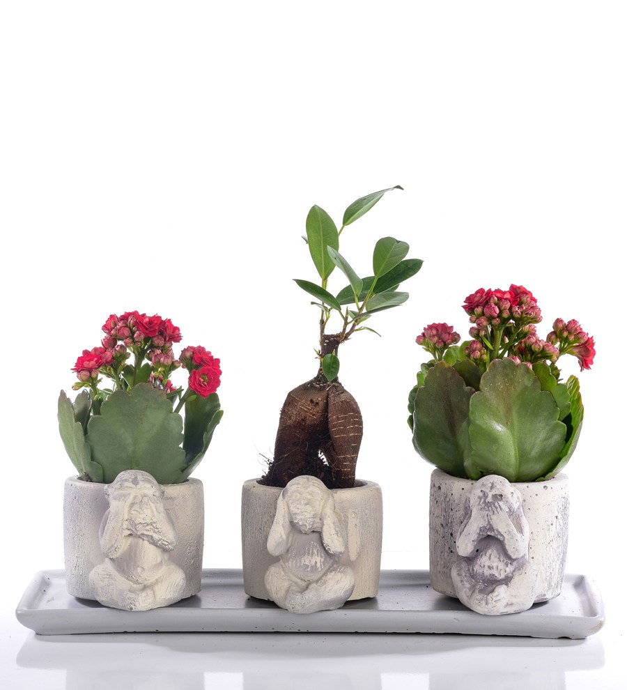 3 Maymun Serisi Kırmızı Kalanchoe ve Bonsai