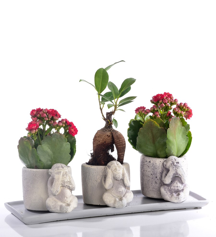 3 Maymun Serisi Kırmızı Kalanchoe ve Bonsai