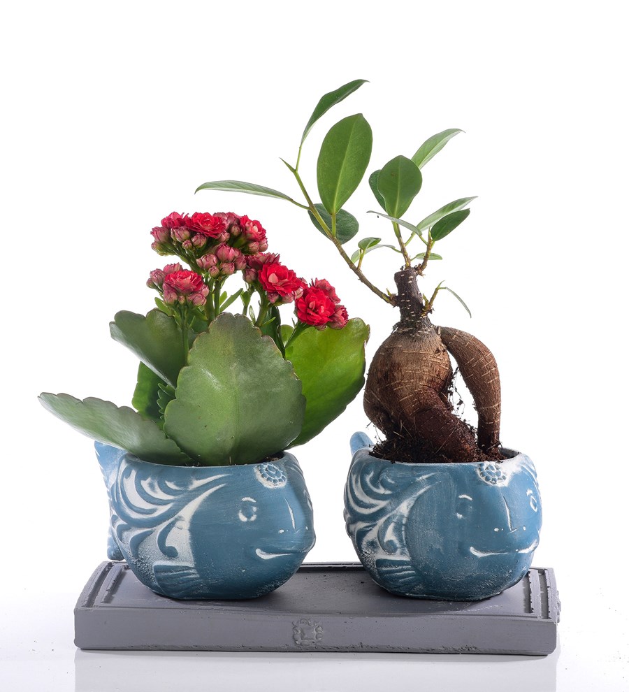 Balık Serisi Kırmızı Kalanchoe ve Bonsai