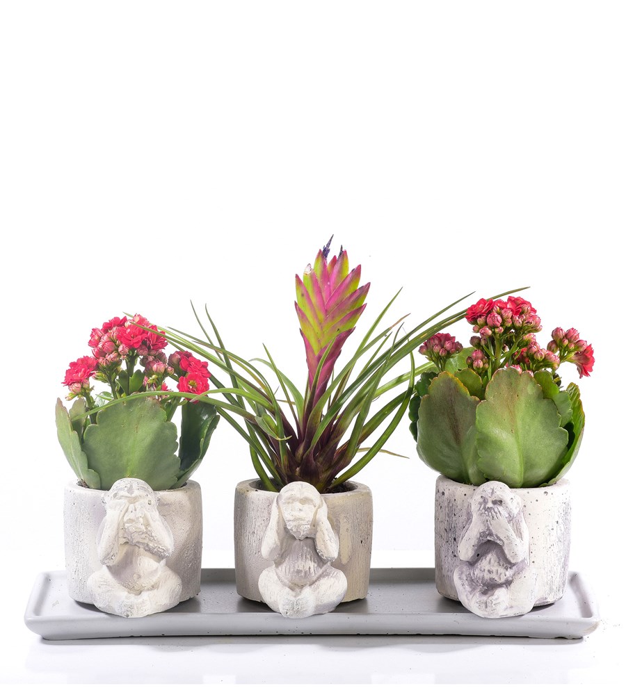 3 Maymun Serisi Kırmızı Kalanchoe ve Tillandsia