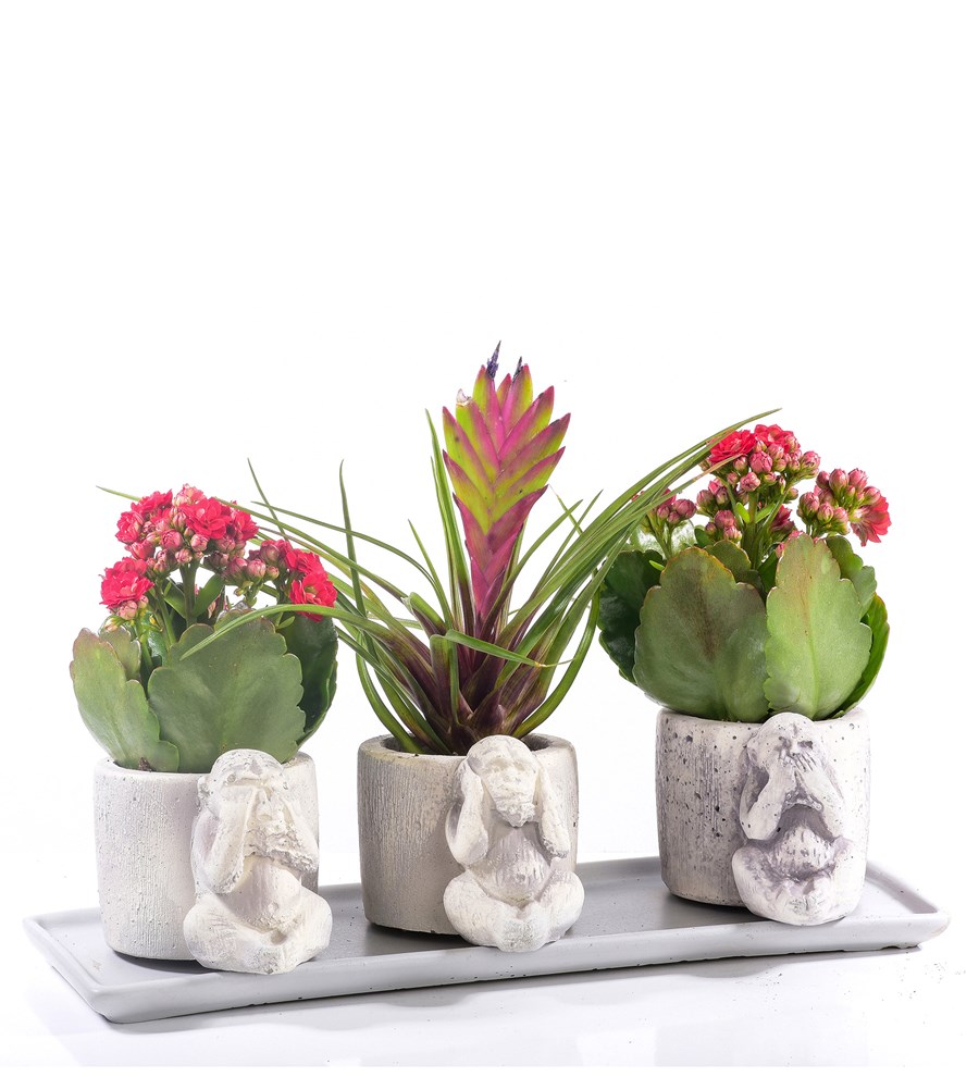 3 Maymun Serisi Kırmızı Kalanchoe ve Tillandsia