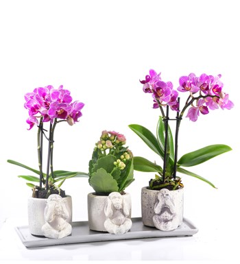 3 Maymun Serisi 4 Dal Mor Orkide ve Pembe Kalanchoe