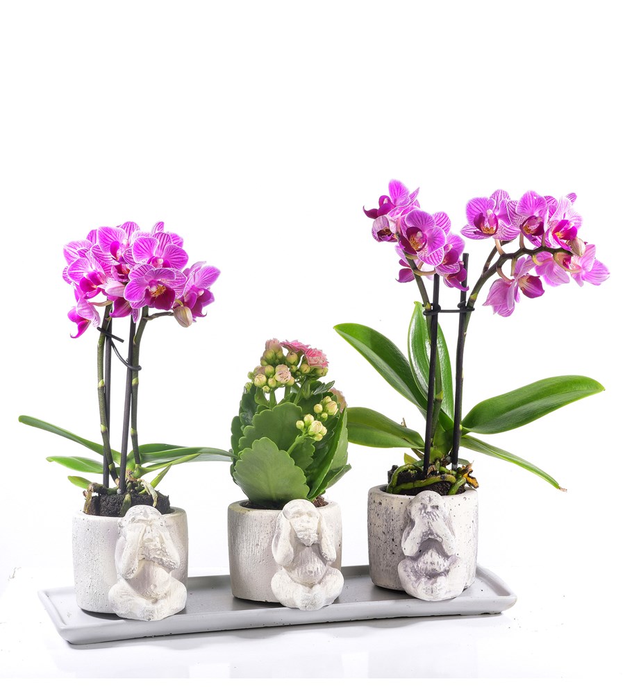 3 Maymun Serisi 4 Dal Mor Orkide ve Pembe Kalanchoe