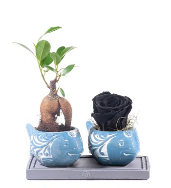 Balık Serisi Bonsai ve Solmayan Gül Siyah