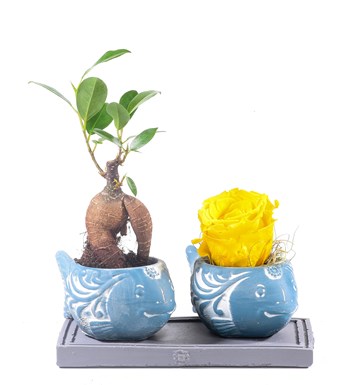 Balık Serisi Bonsai ve Solmayan Gül Sarı