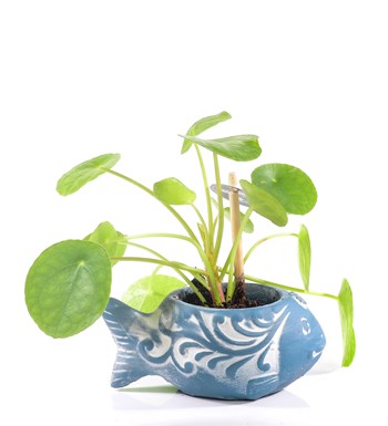 Balık Serisi Mini Pilea Peperomioides