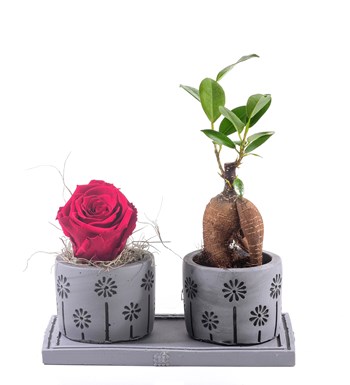 Pure Love Bonsai ve Solmayan Gül Kırmızı