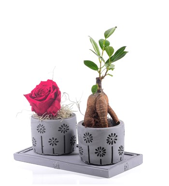 Pure Love Bonsai ve Solmayan Gül Kırmızı