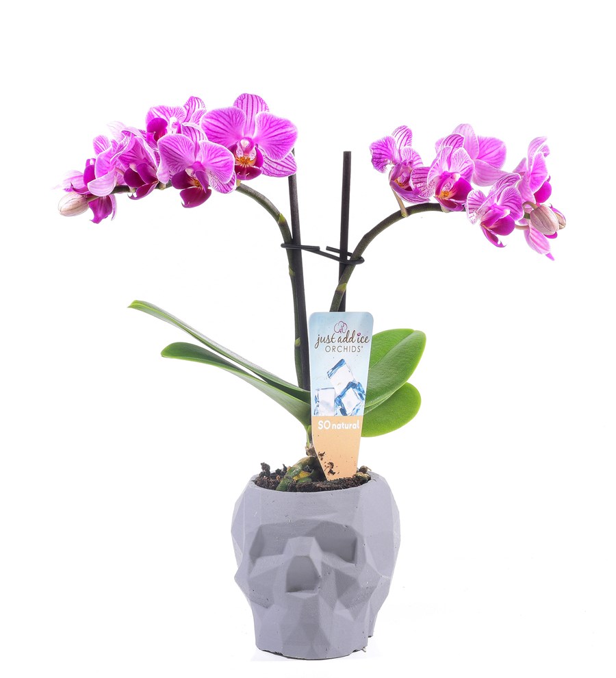 Kuru Kafa Serisi Orkide