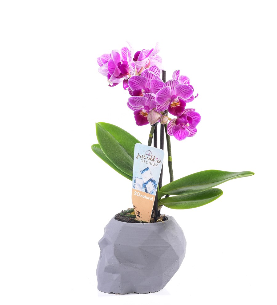 Kuru Kafa Serisi Orkide