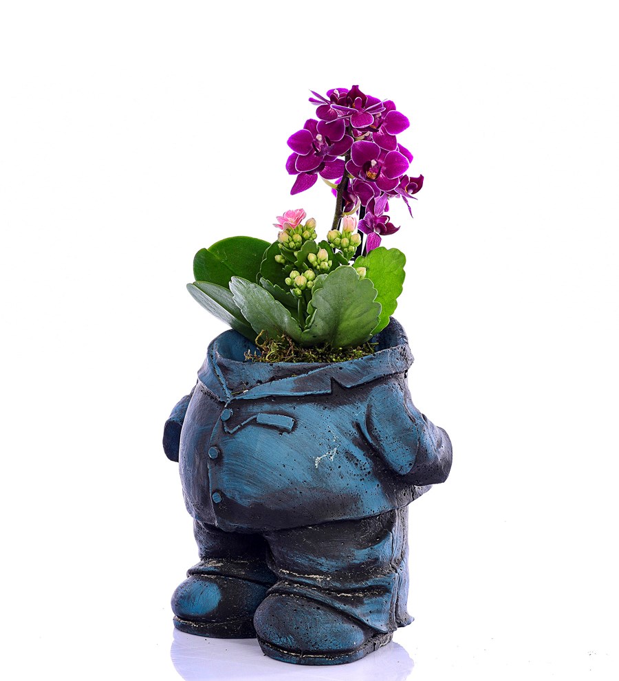 Venüs Saksıda Mr Flowerpot Orkide ve Kalanchoe 