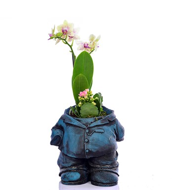 Venüs Saksıda Mr Flowerpot Sarı Orkide ve Kalanchoe 