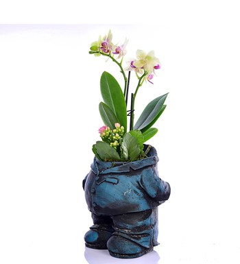 Venüs Saksıda Mr Flowerpot Sarı Orkide ve Kalanchoe 