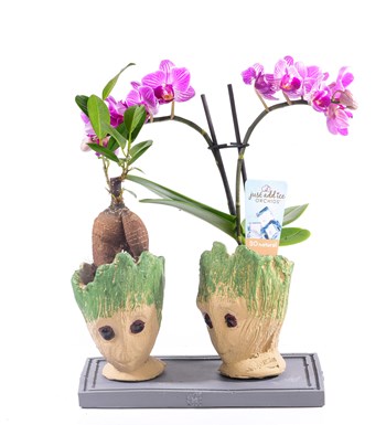 Groot Serisi Orkide ve Bonsai