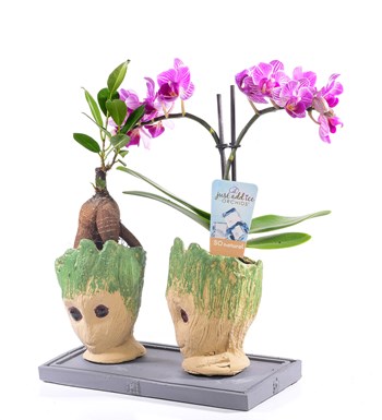 Groot Serisi Orkide ve Bonsai