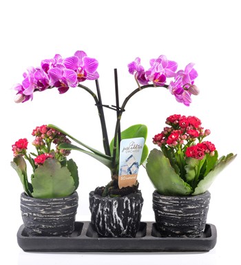 Black Serisi Orkide ve Kalanchoe