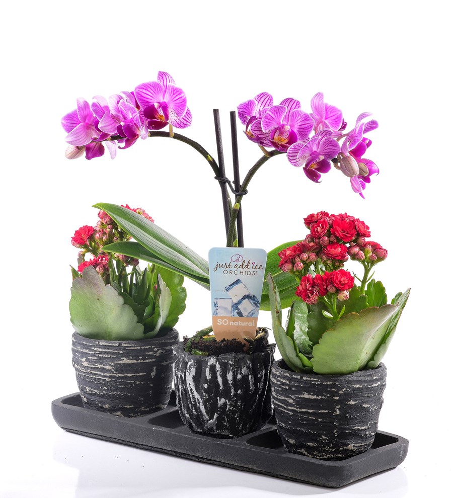 Black Serisi Orkide ve Kalanchoe