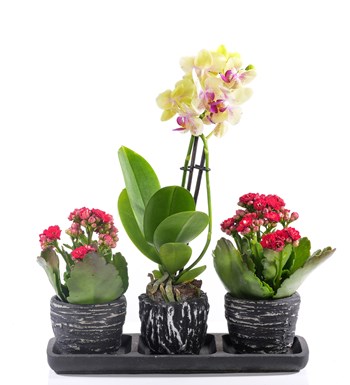 Black Serisi Sarı Orkide ve Kalanchoe