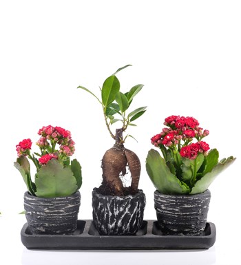 Black Serisi Bonsai ve Kalanchoe