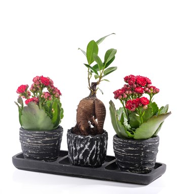 Black Serisi Bonsai ve Kalanchoe