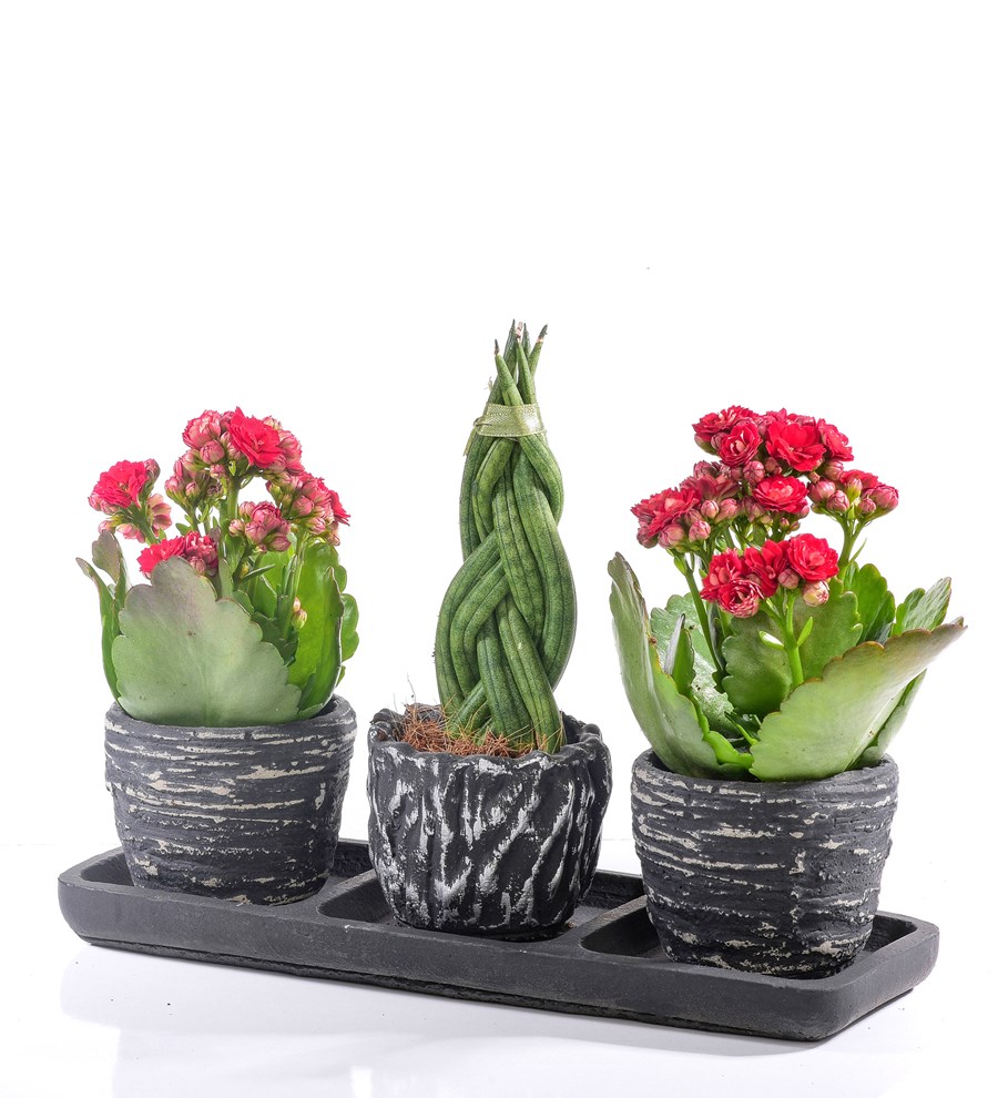 Black Serisi Sansaveria ve Kalanchoe