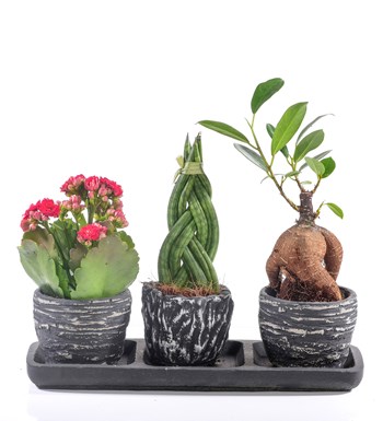 Black Serisi Sansaveria Kalanchoe ve Bonsai