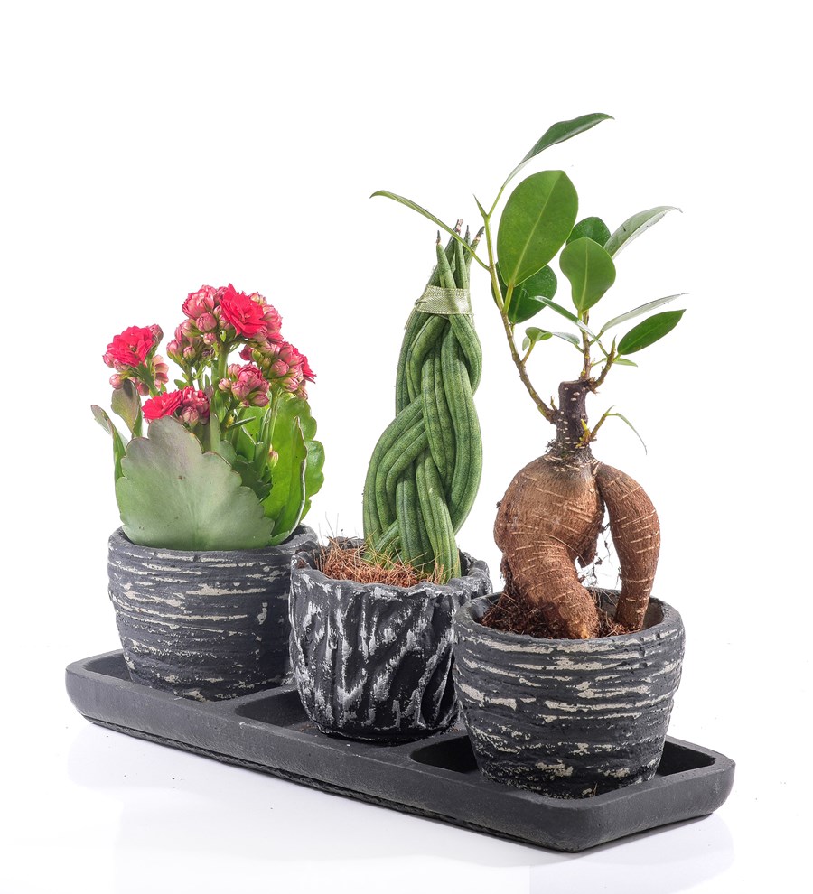 Black Serisi Sansaveria Kalanchoe ve Bonsai