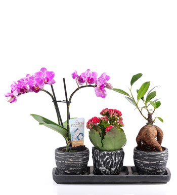 Black Serisi Orkide Kalanchoe ve Bonsai