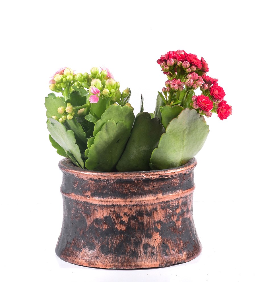 Antik Saksıda Kalanchoe