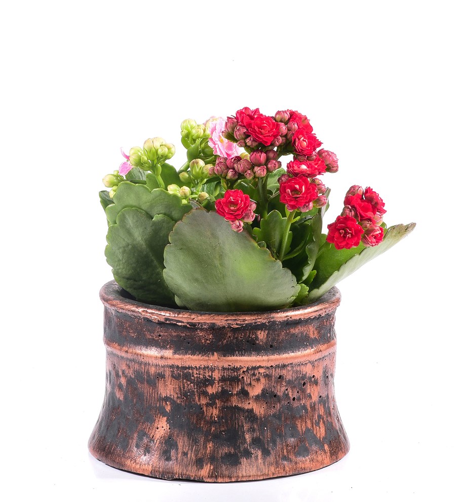 Antik Saksıda Kalanchoe